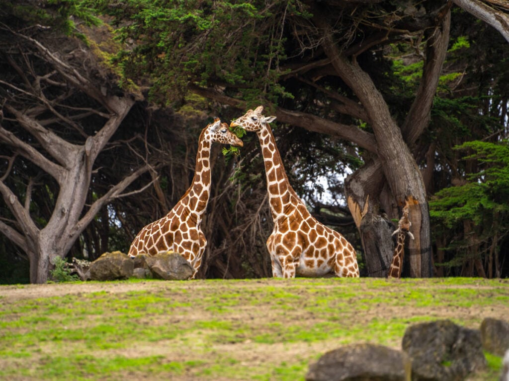 San Francisco Zoo 1
