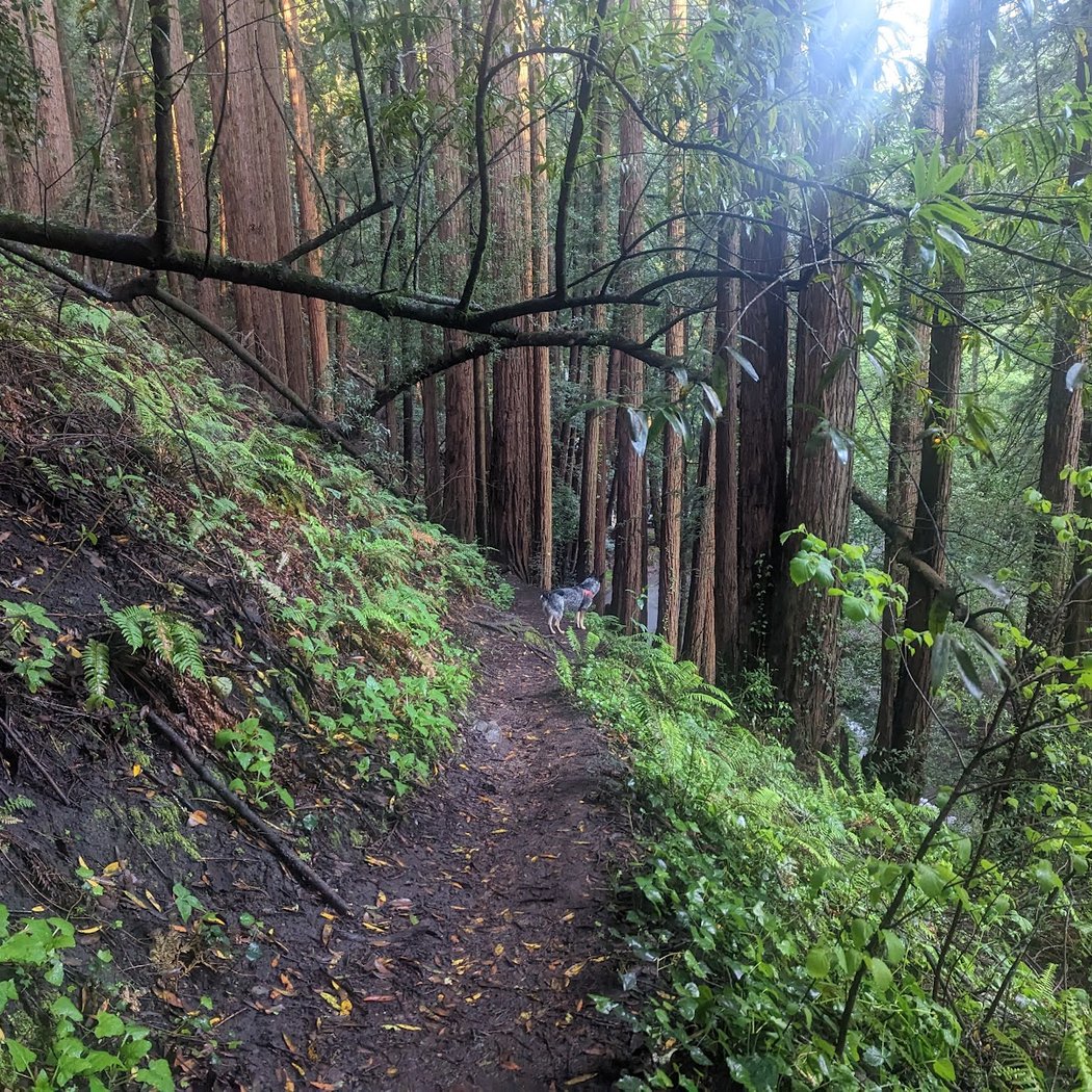 Stolte Grove 1