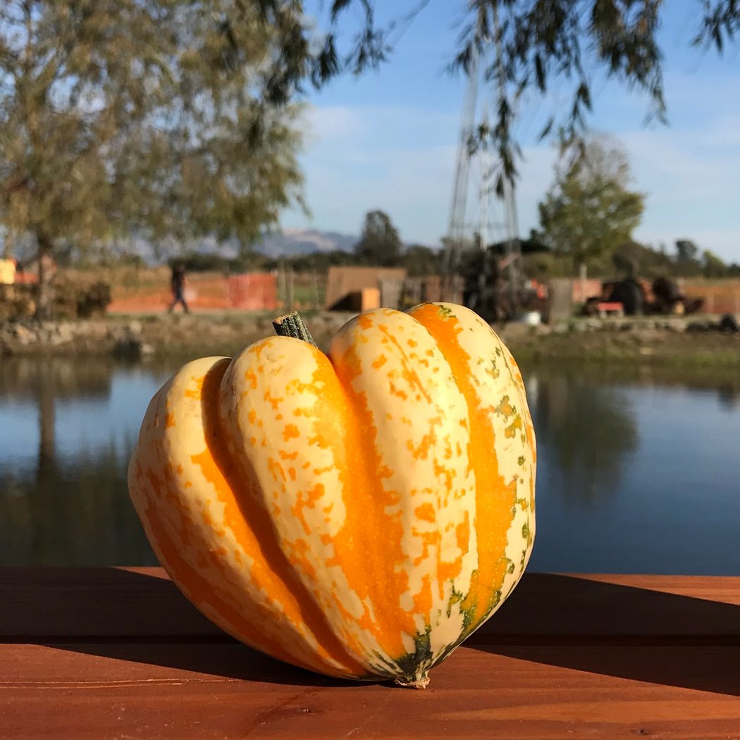 Muelrath Ranches Pumpkin Patch 2
