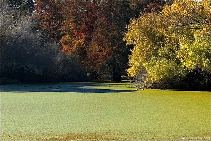 Niles Community Park 3