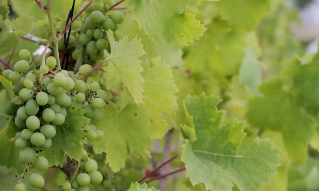 D'Argenzio Winery and Tasting Room - Santa Rosa 3