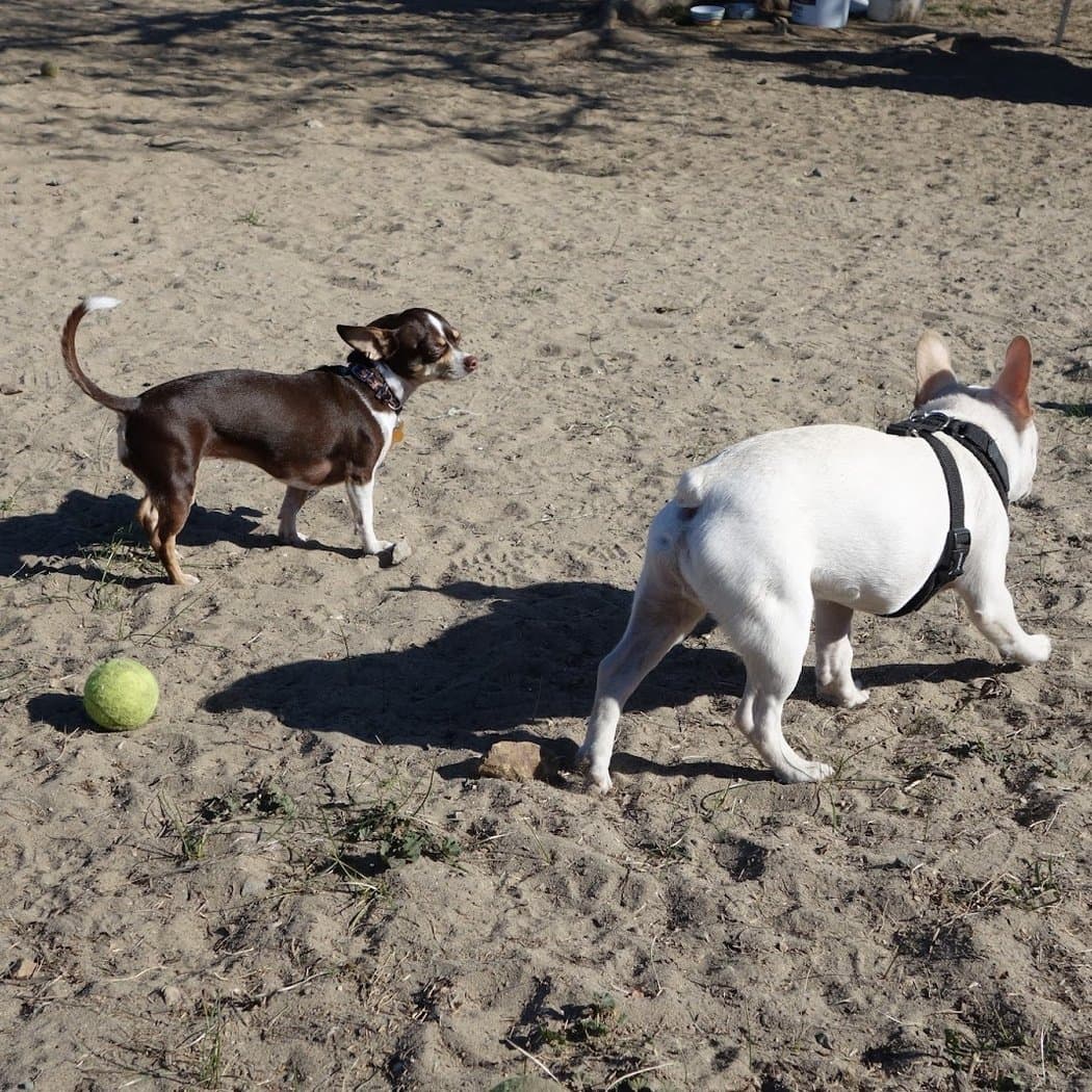 Alameda Dog Park 3