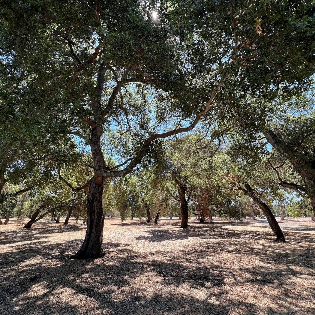 Stanford University Arboretum 2