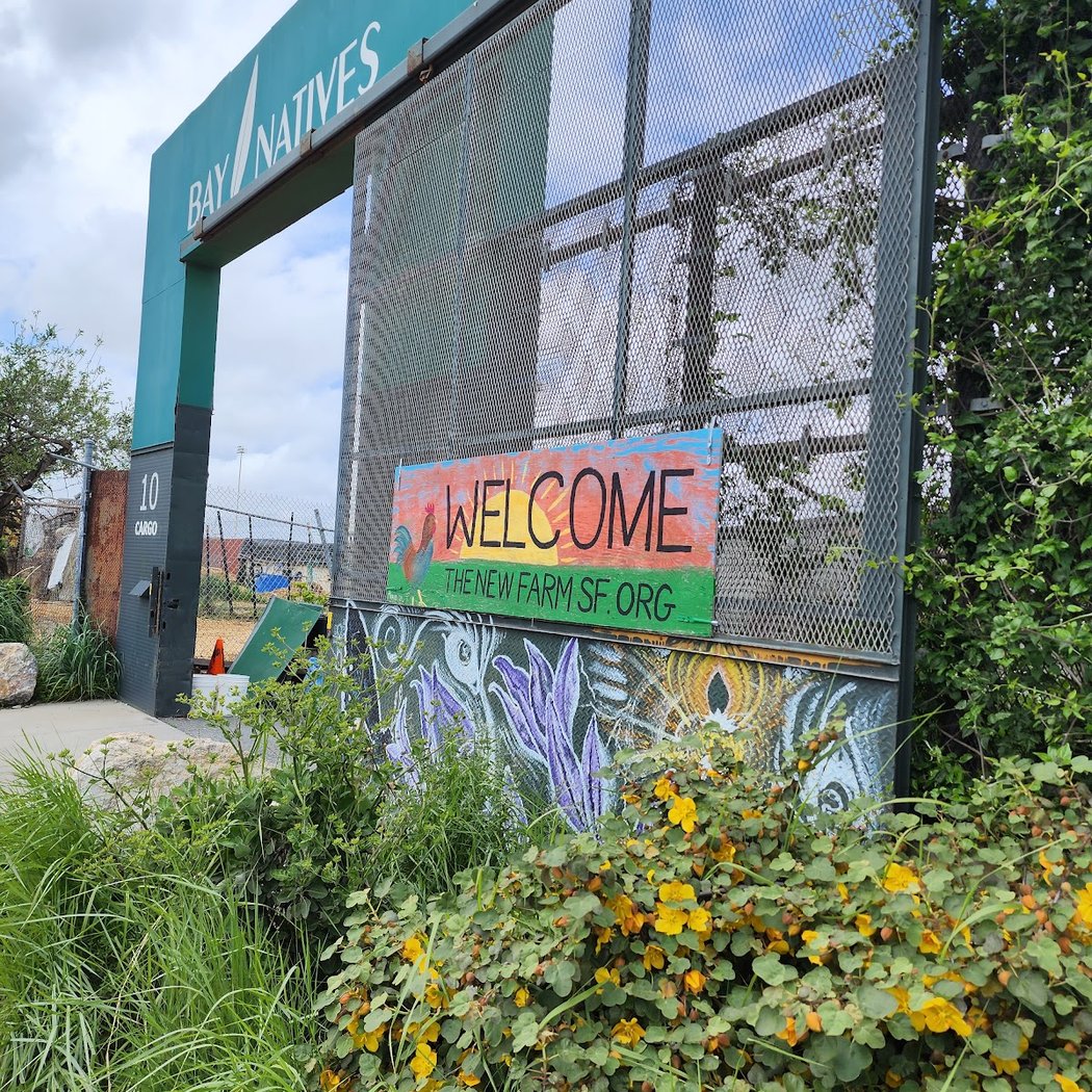 50th Anniversary of Punk Rock in San Francisco 3