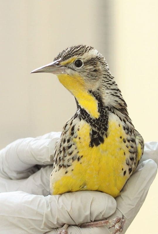 Bird Rescue Center of Sonoma County 3