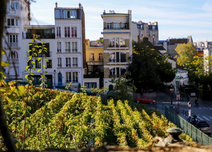 Visite des vignes de Montmartre et dégustation de vin