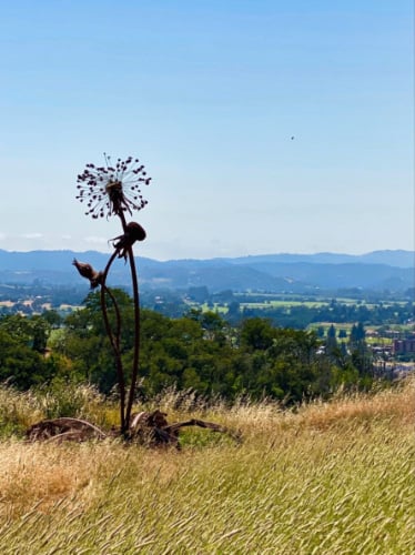 Marijke’s Grove | Paradise Ridge Winery 2