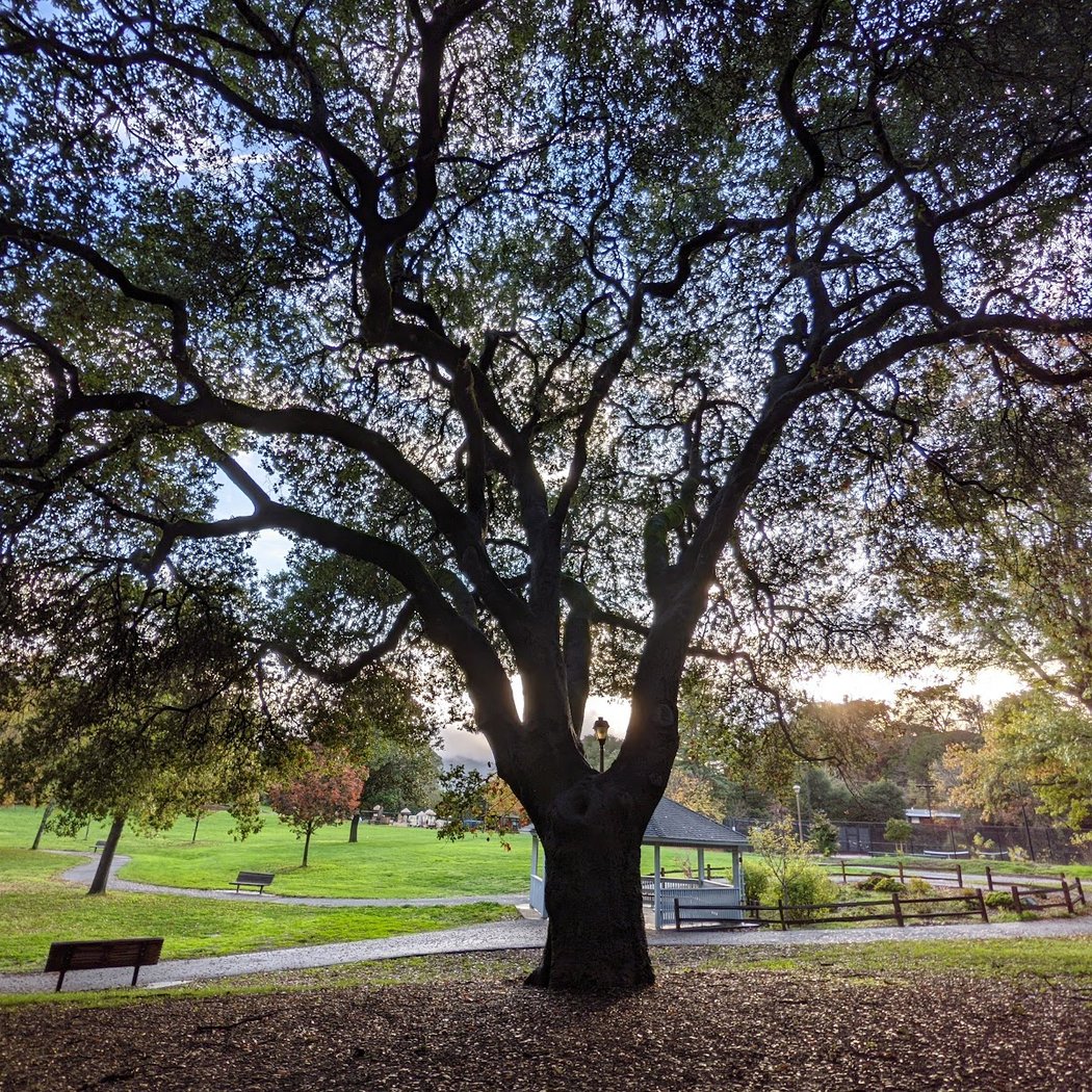 Pioneer Park 1