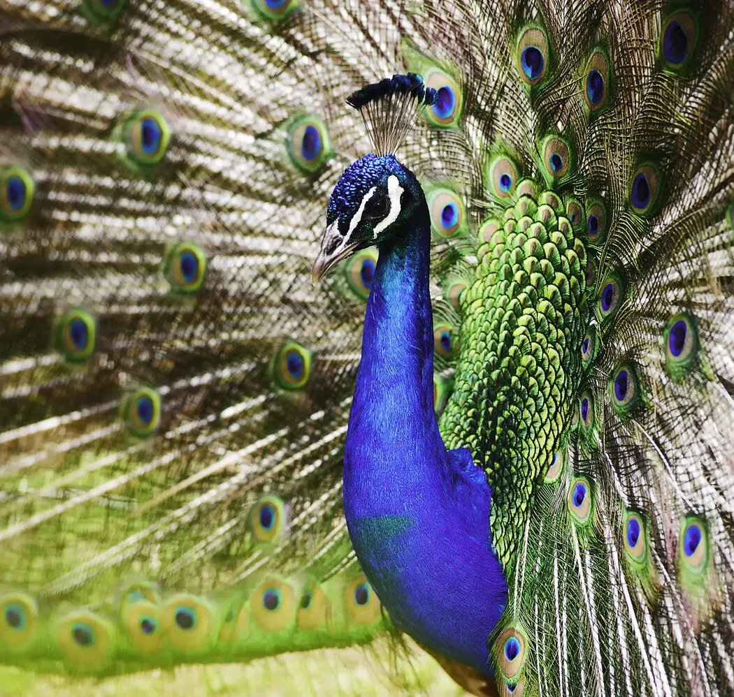 San Francisco Zoo 2