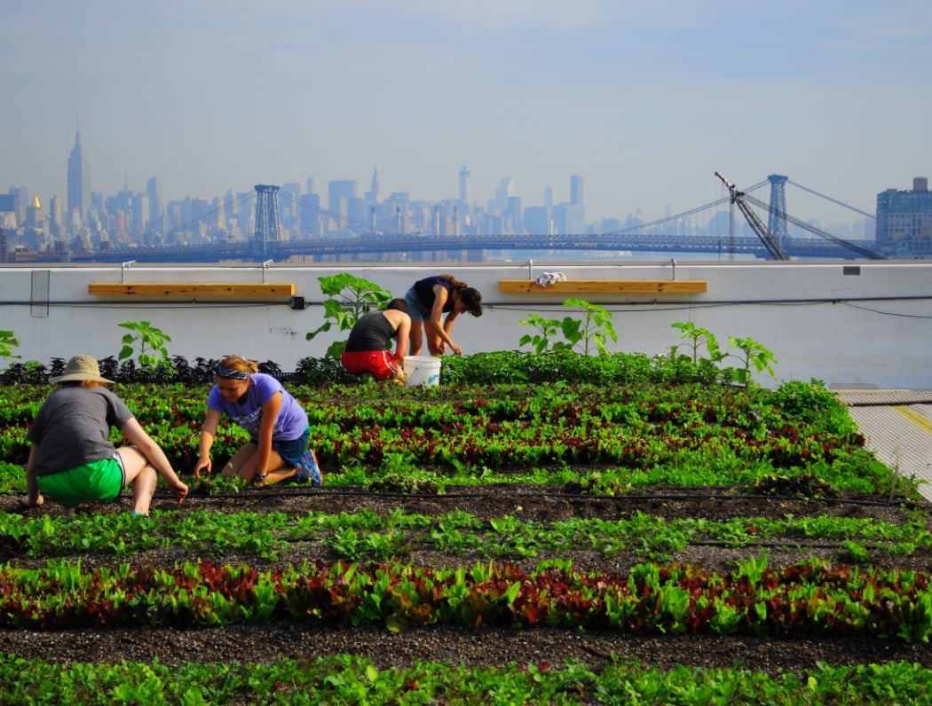 Brooklyn Grange @ Sunset Park 1