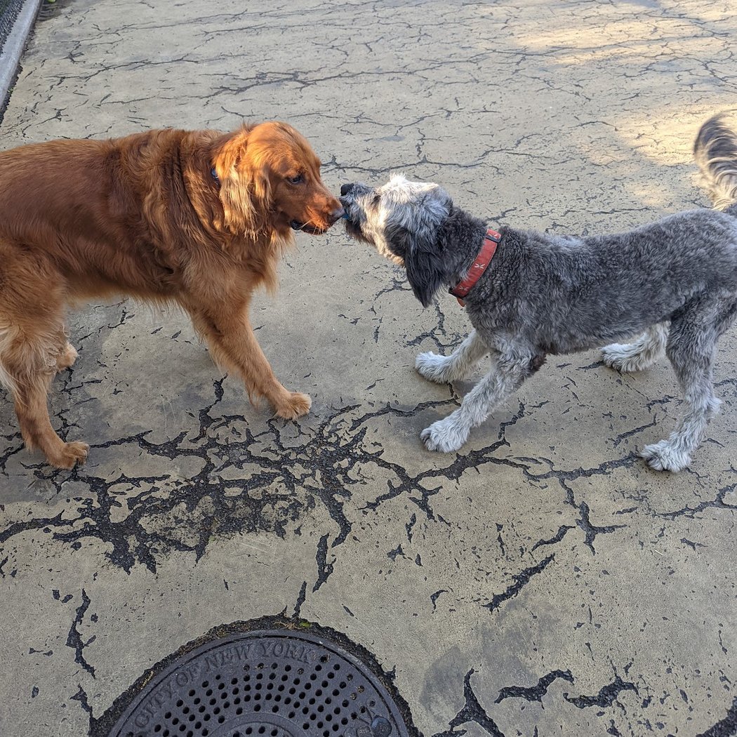 Torsney Dog Run 2