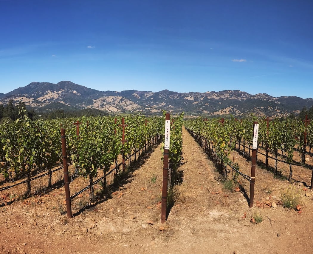 The Vineyardist 2