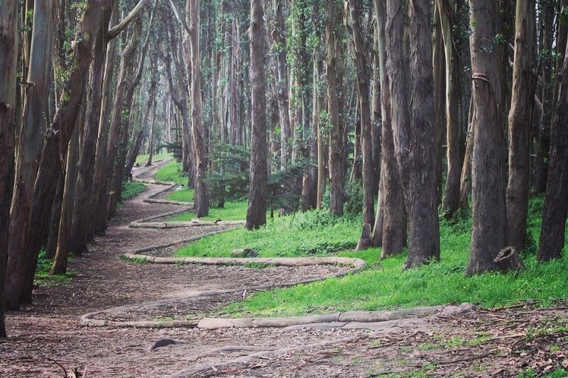 Presidio Promenade Trail 1