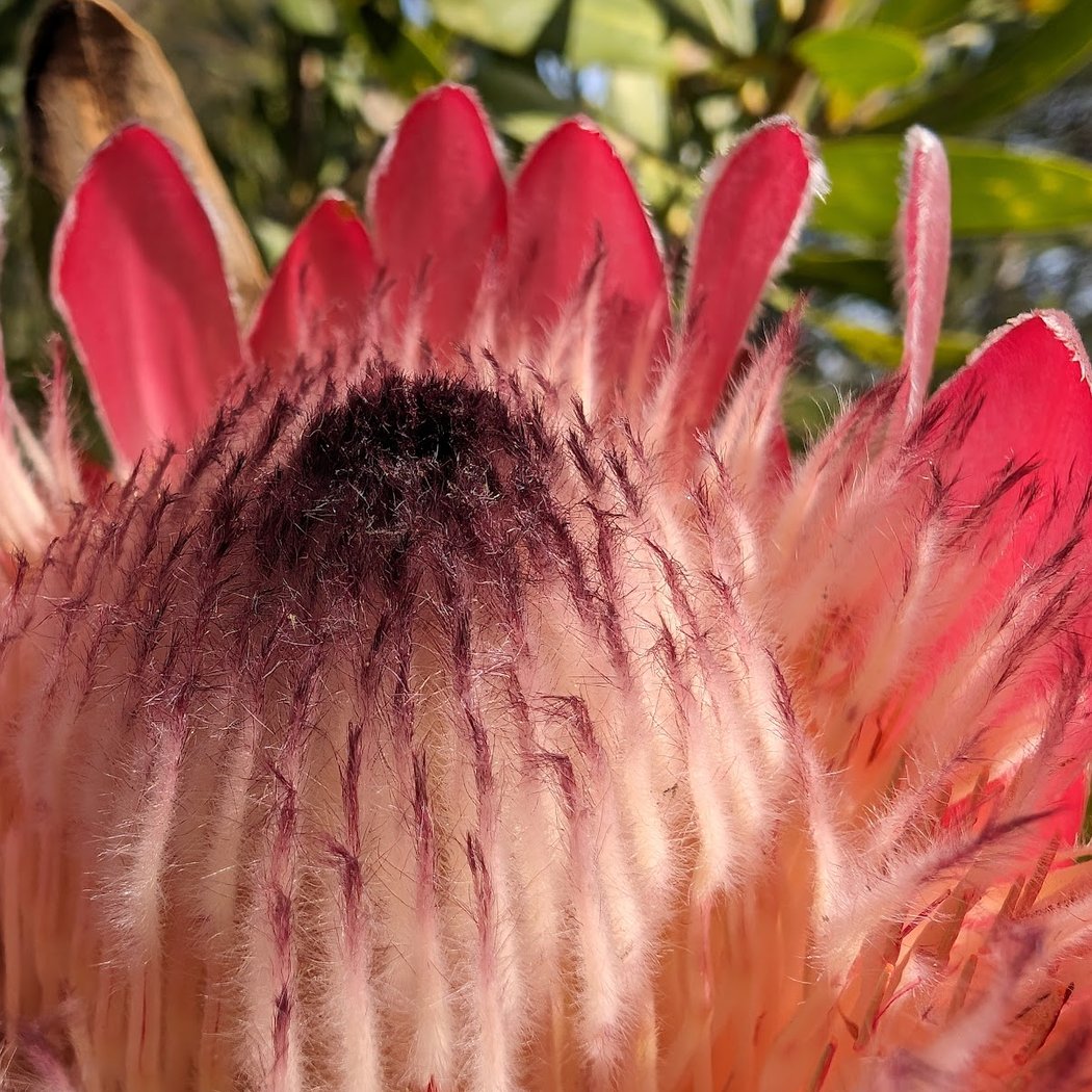 Phelan Cactus Garden 1