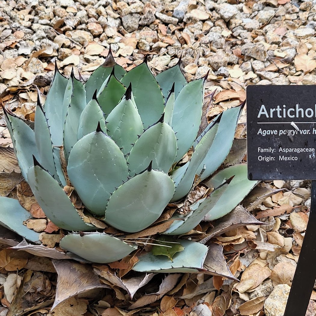 Phelan Cactus Garden 2