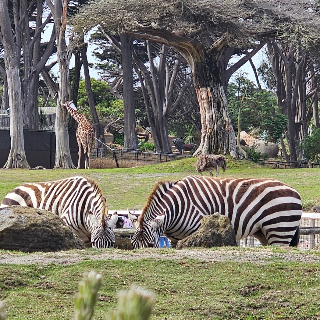 SF Zoo Free Admission Day 3