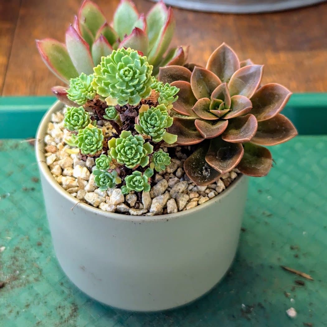 Little Green A Plant Bar 1