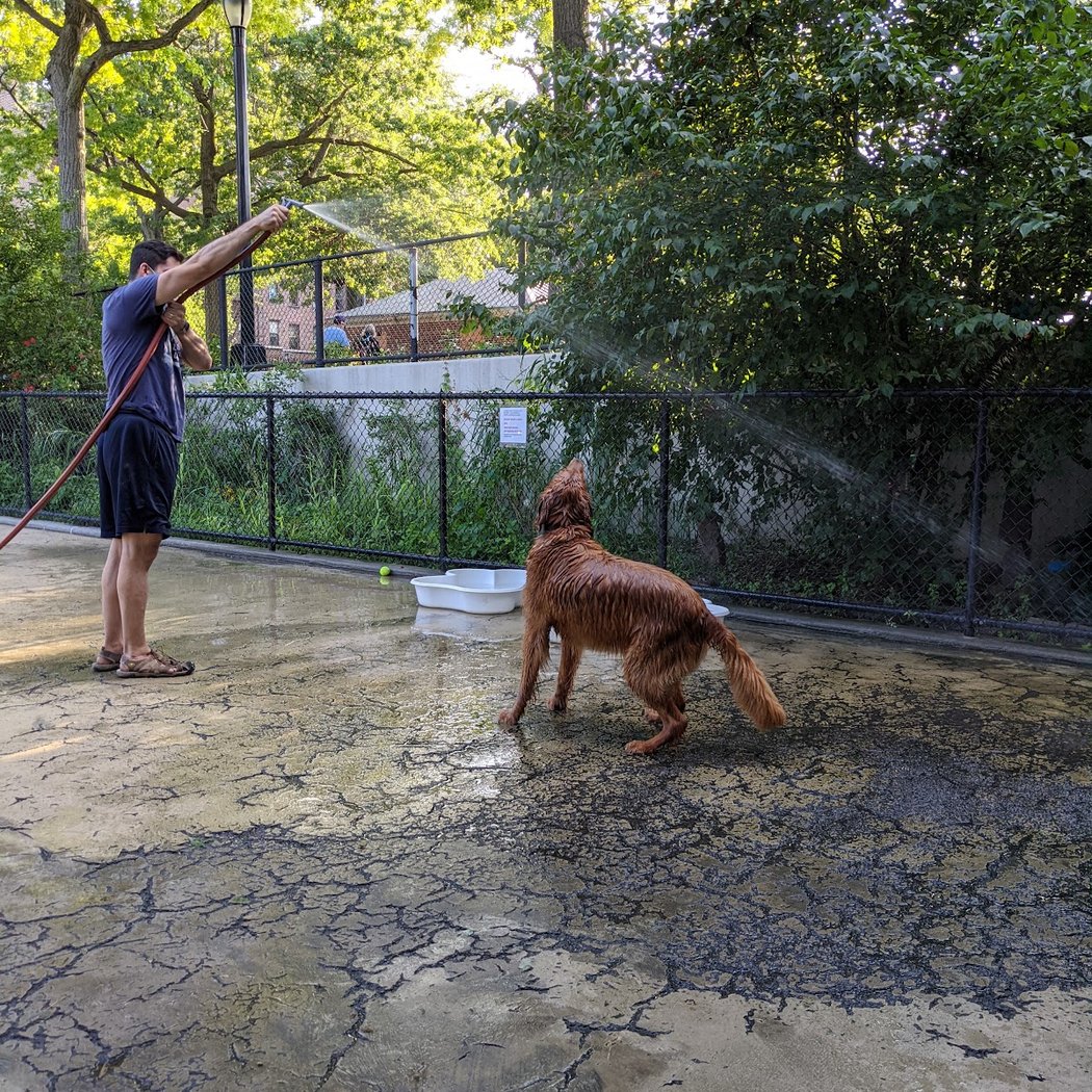 Torsney Dog Run 3