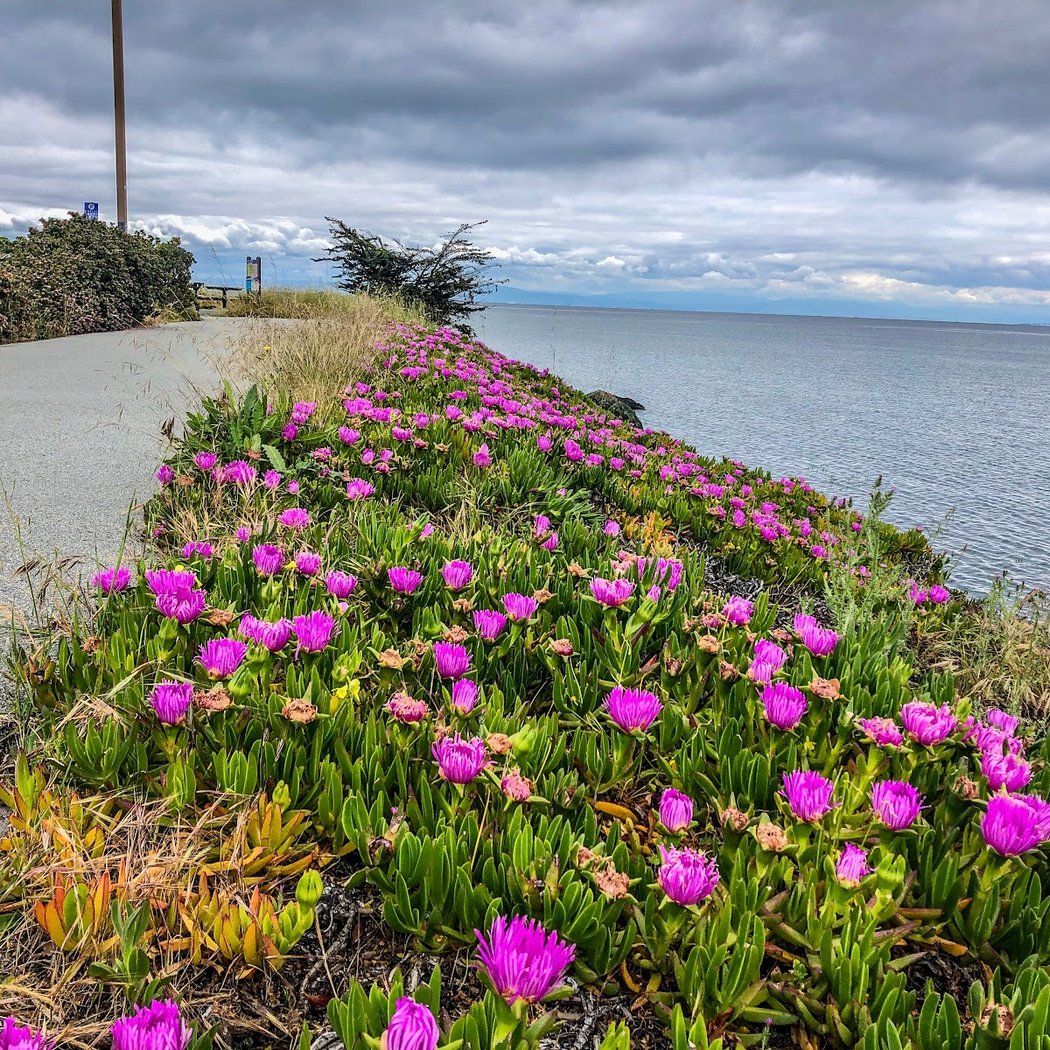 Point San Bruno Park 1