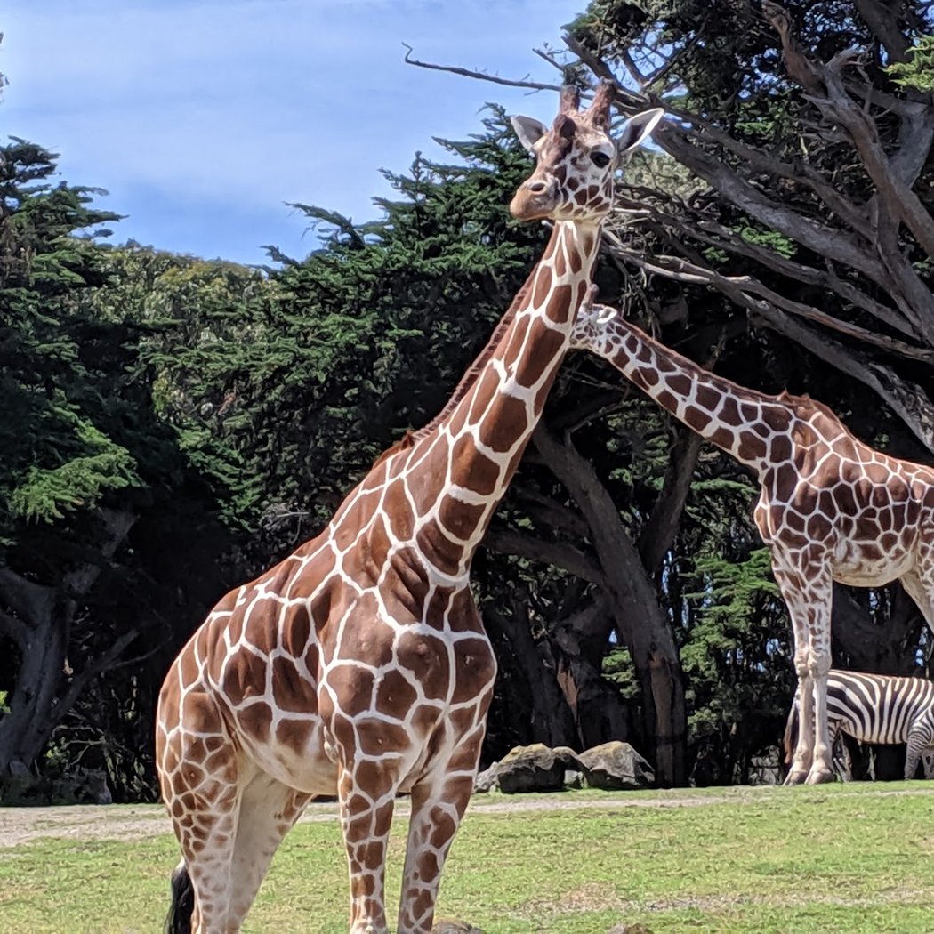 SF Zoo Free Admission Day 2