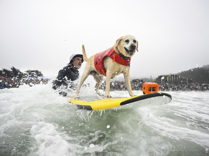 World Dog Surfing Championships
