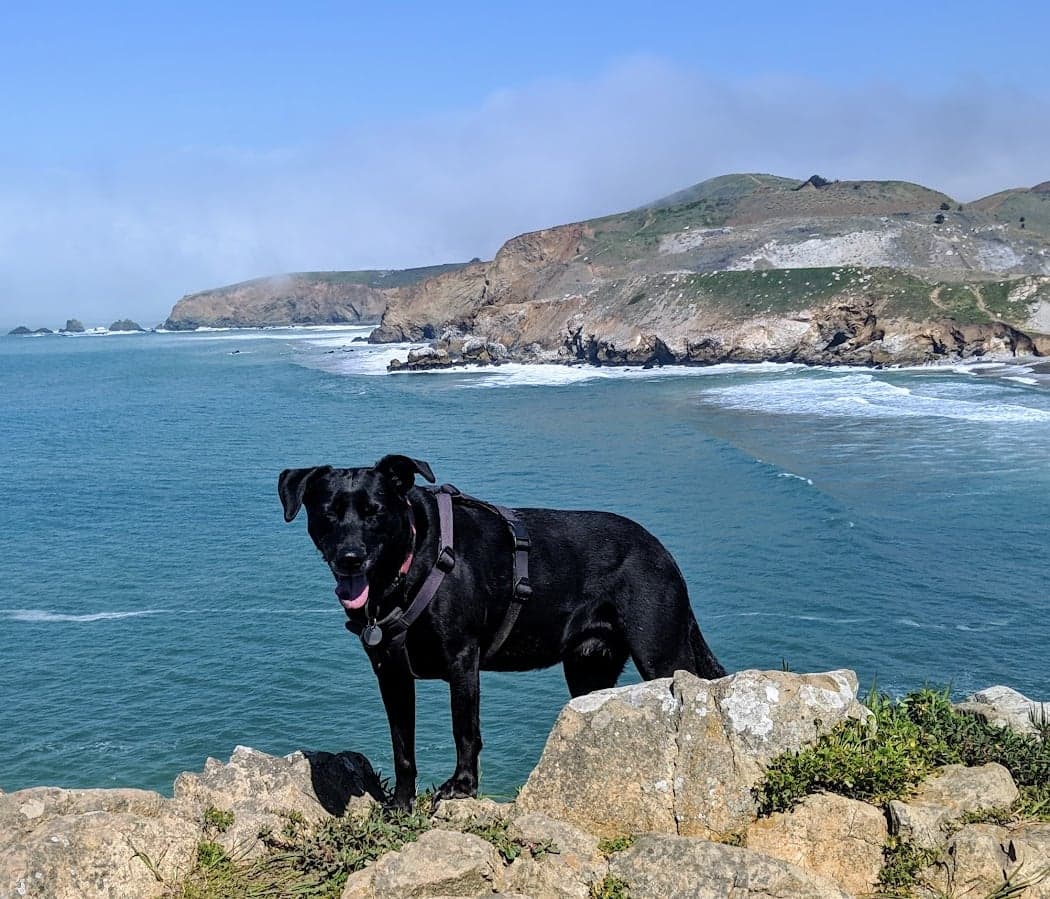 World Dog Surfing Championships 2
