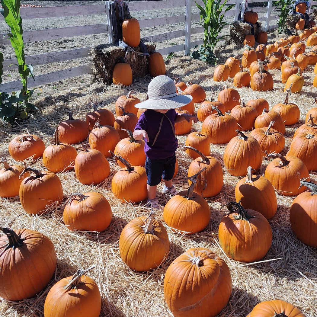 Muelrath Ranches Pumpkin Patch 1