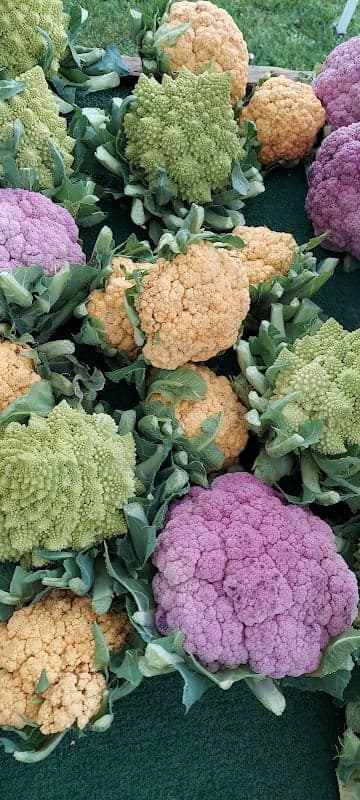 Brisbane Community Park CFM Farmers Market