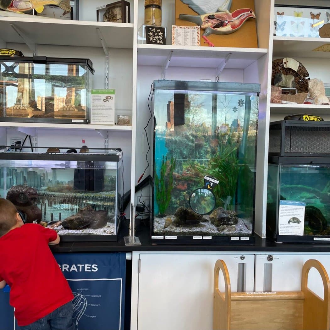 Brooklyn Bridge Park's annual Harvest Festival 1