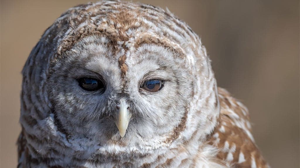 Bird Rescue Center of Sonoma County 2