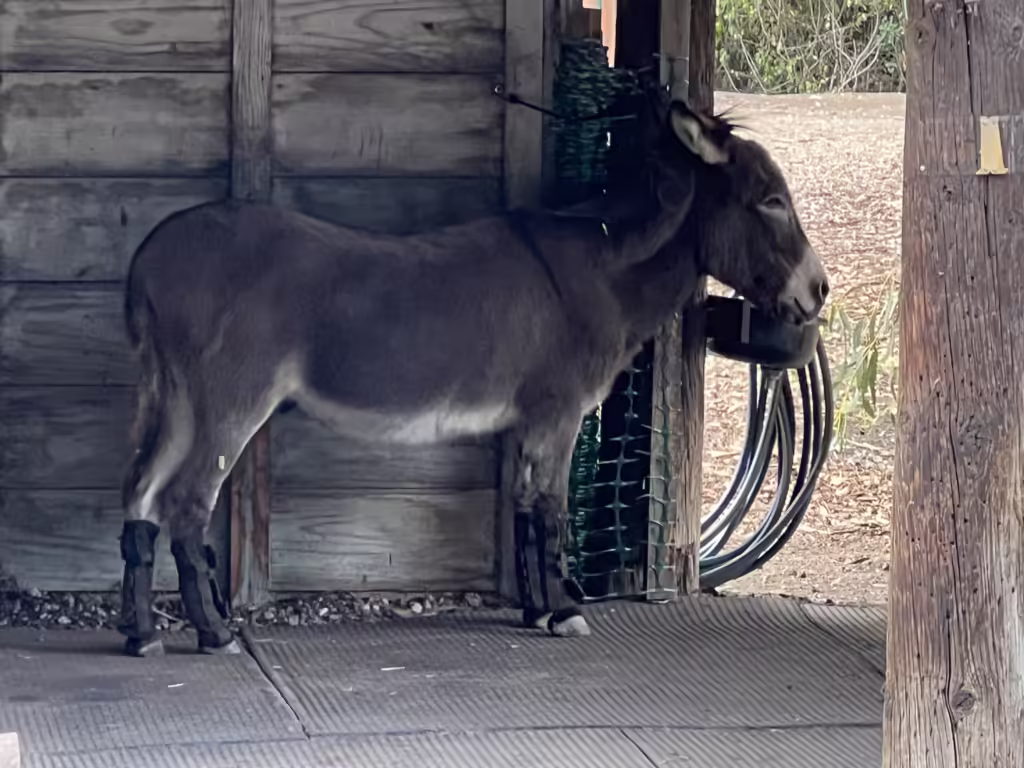 Barron Park Donkeys 4