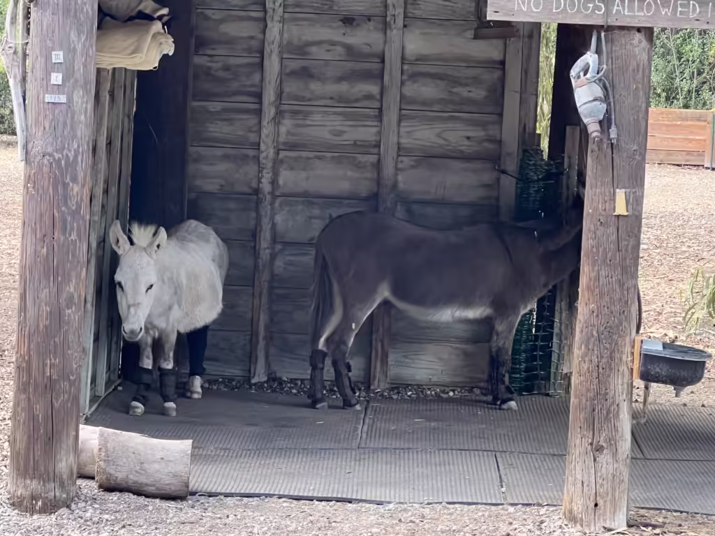 Barron Park Donkeys 3