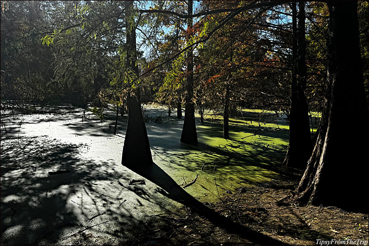 Niles Community Park 4