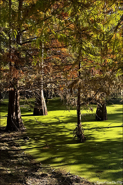 Niles Community Park 5