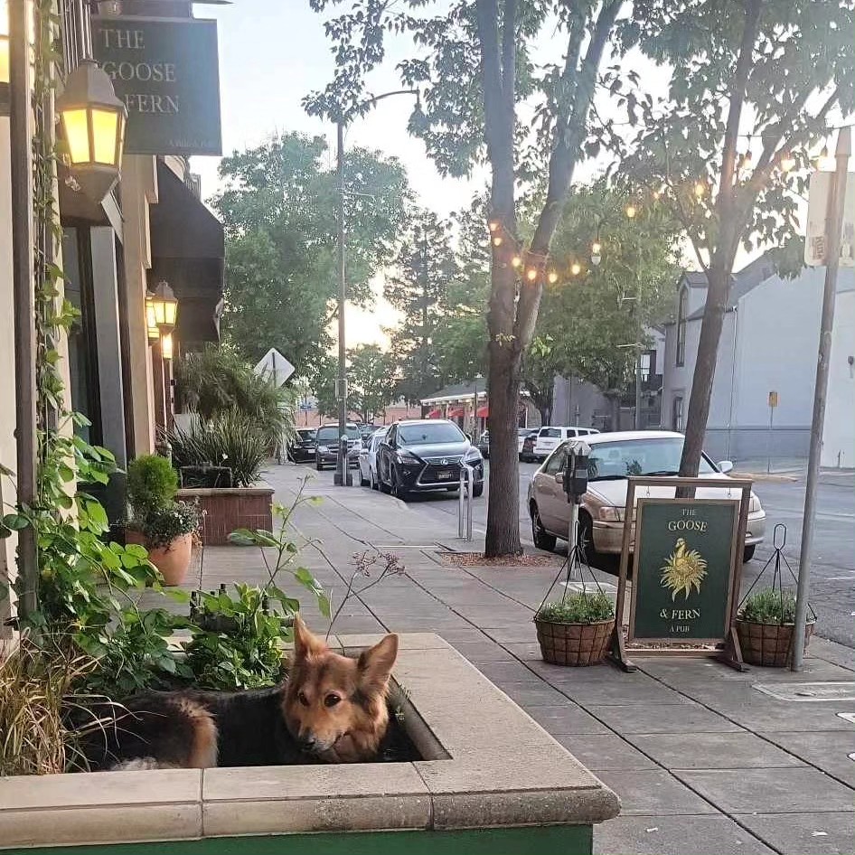 The Goose & Fern 5