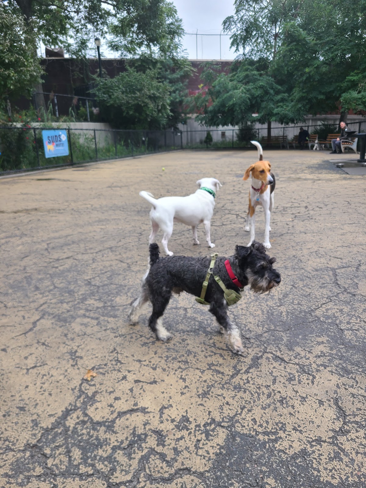 Torsney Dog Run 5
