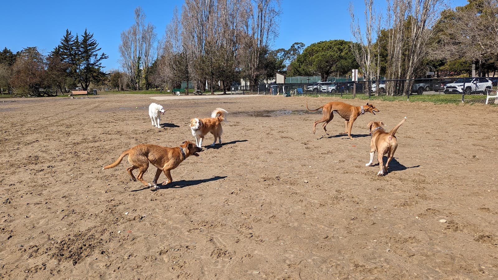 Alameda Dog Park 4