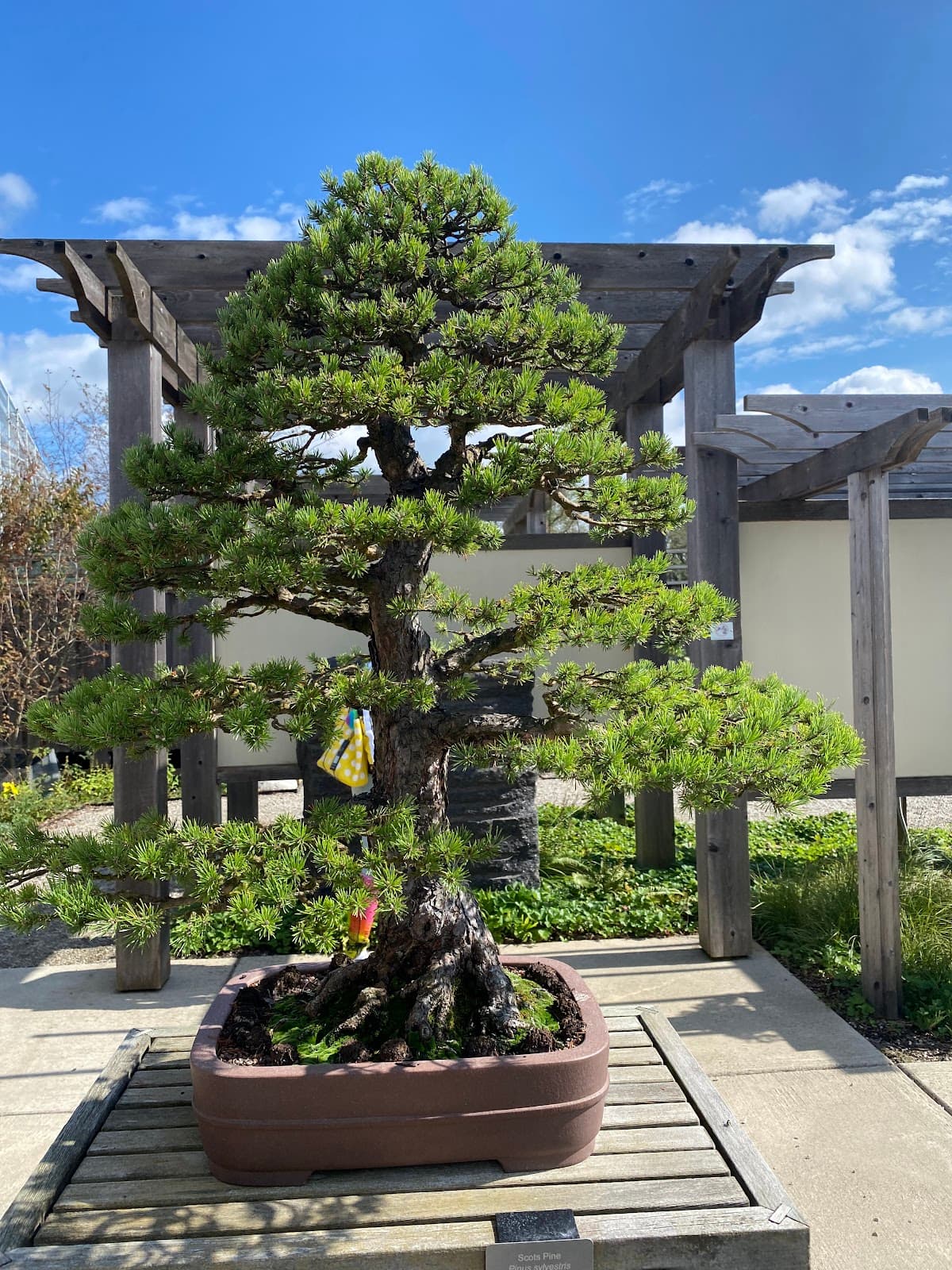 Closing Reception: Robin Speth Art Exhibit - Decoherence 5