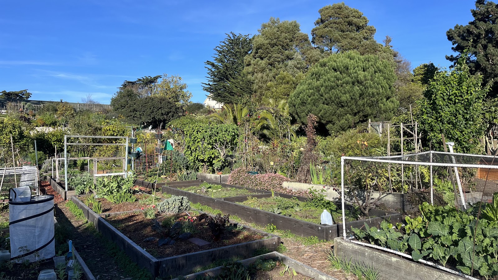 Fort Mason Community Garden 4