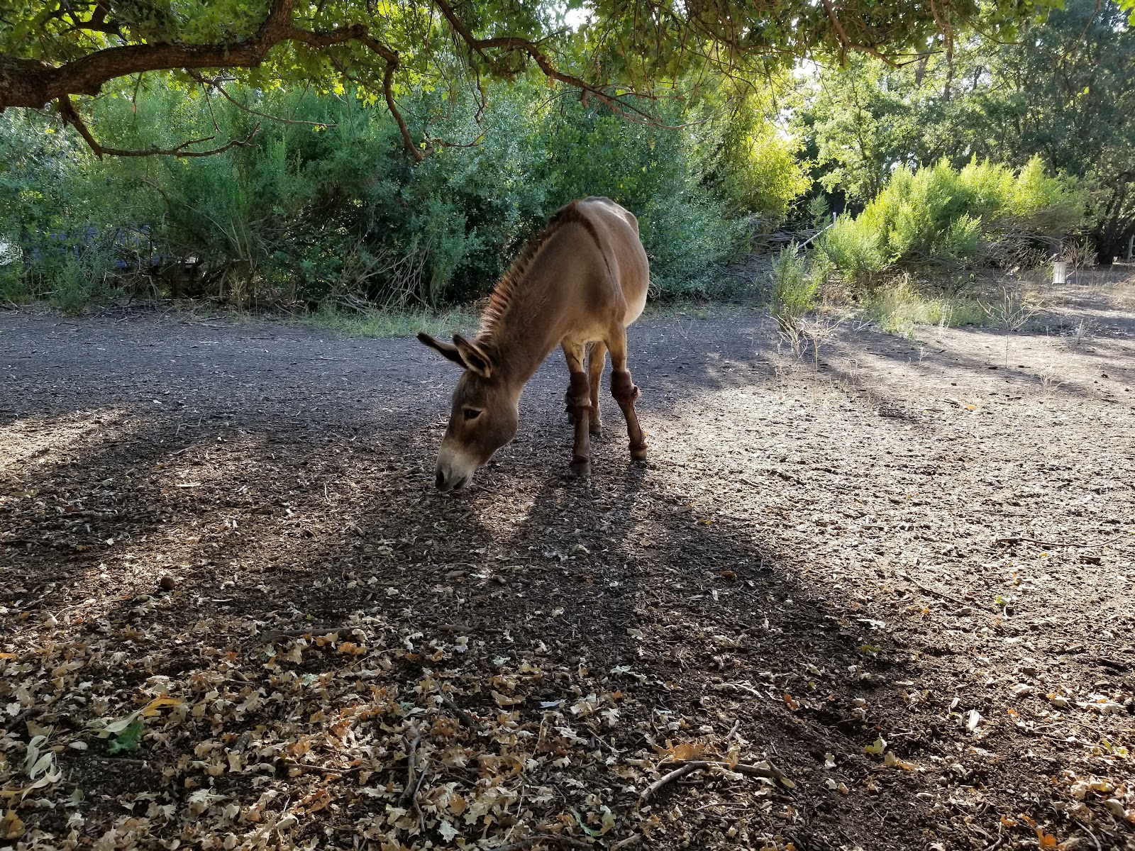 Barron Park Donkeys 5