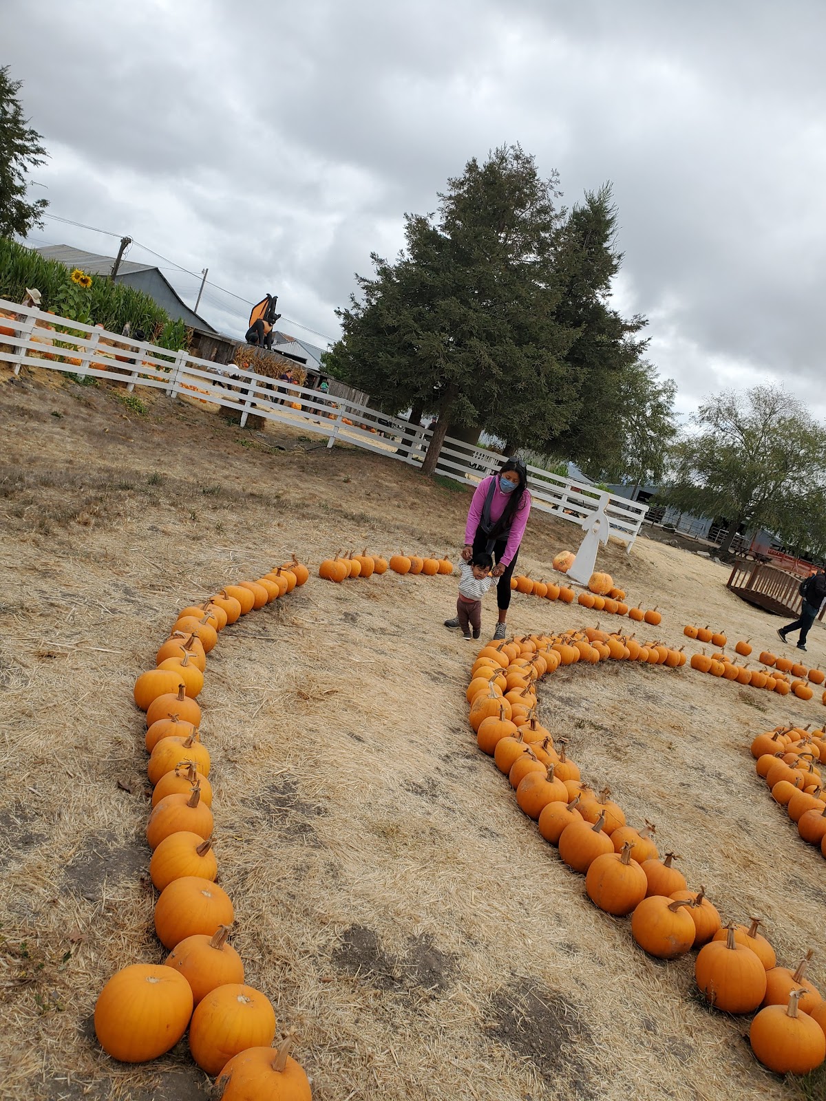 Muelrath Ranches Pumpkin Patch 5