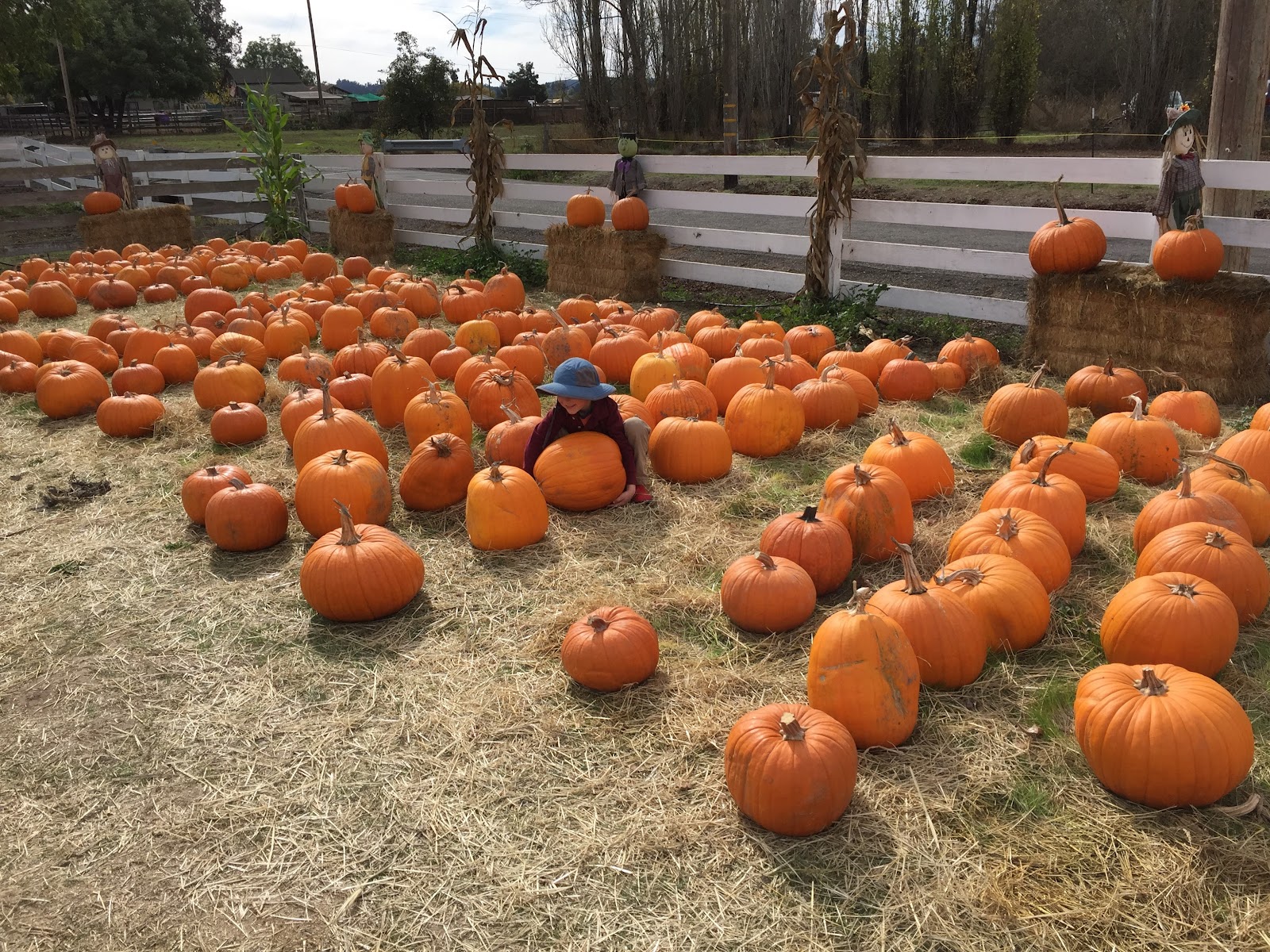 Muelrath Ranches Pumpkin Patch 4