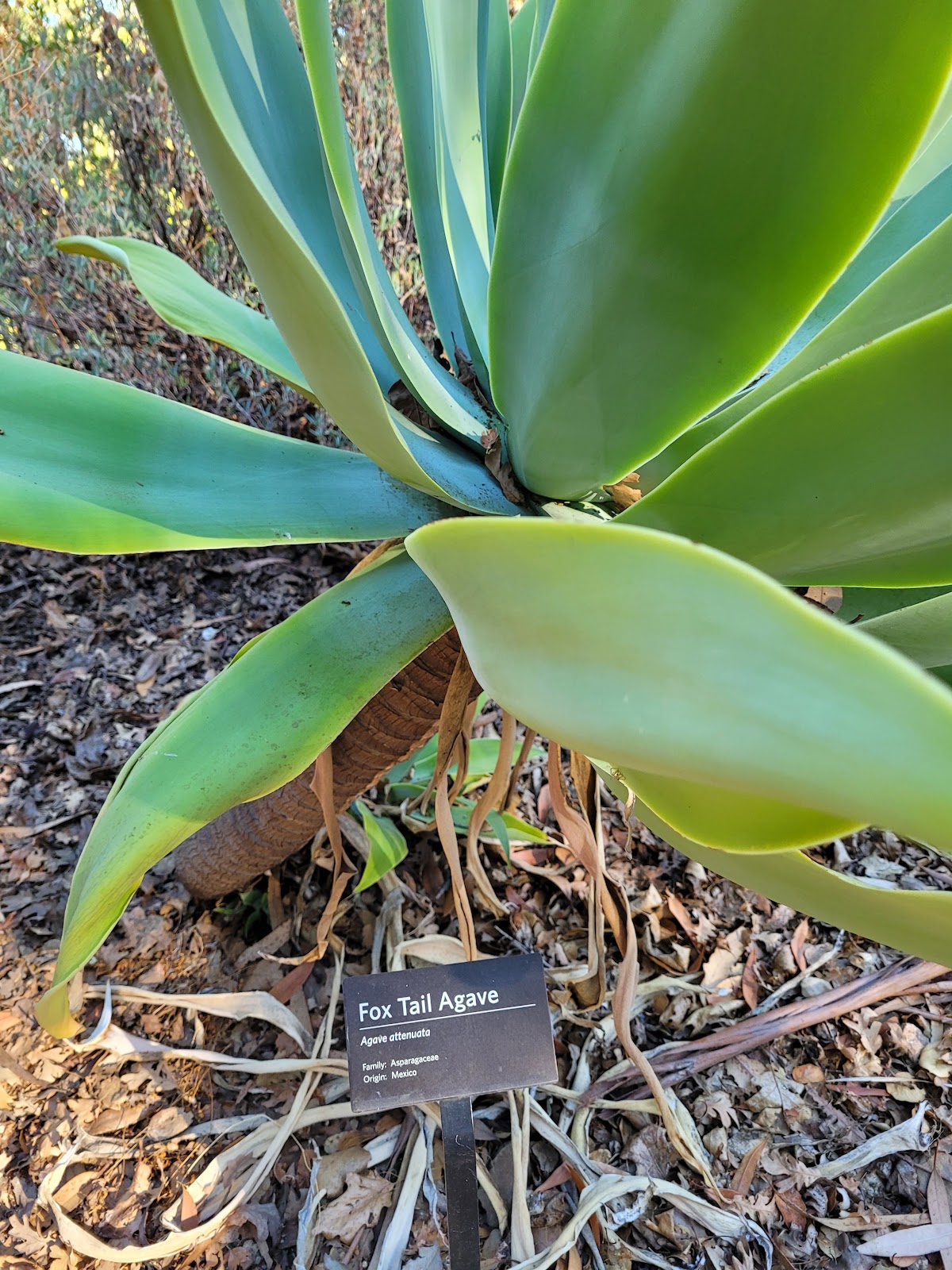 Phelan Cactus Garden 5
