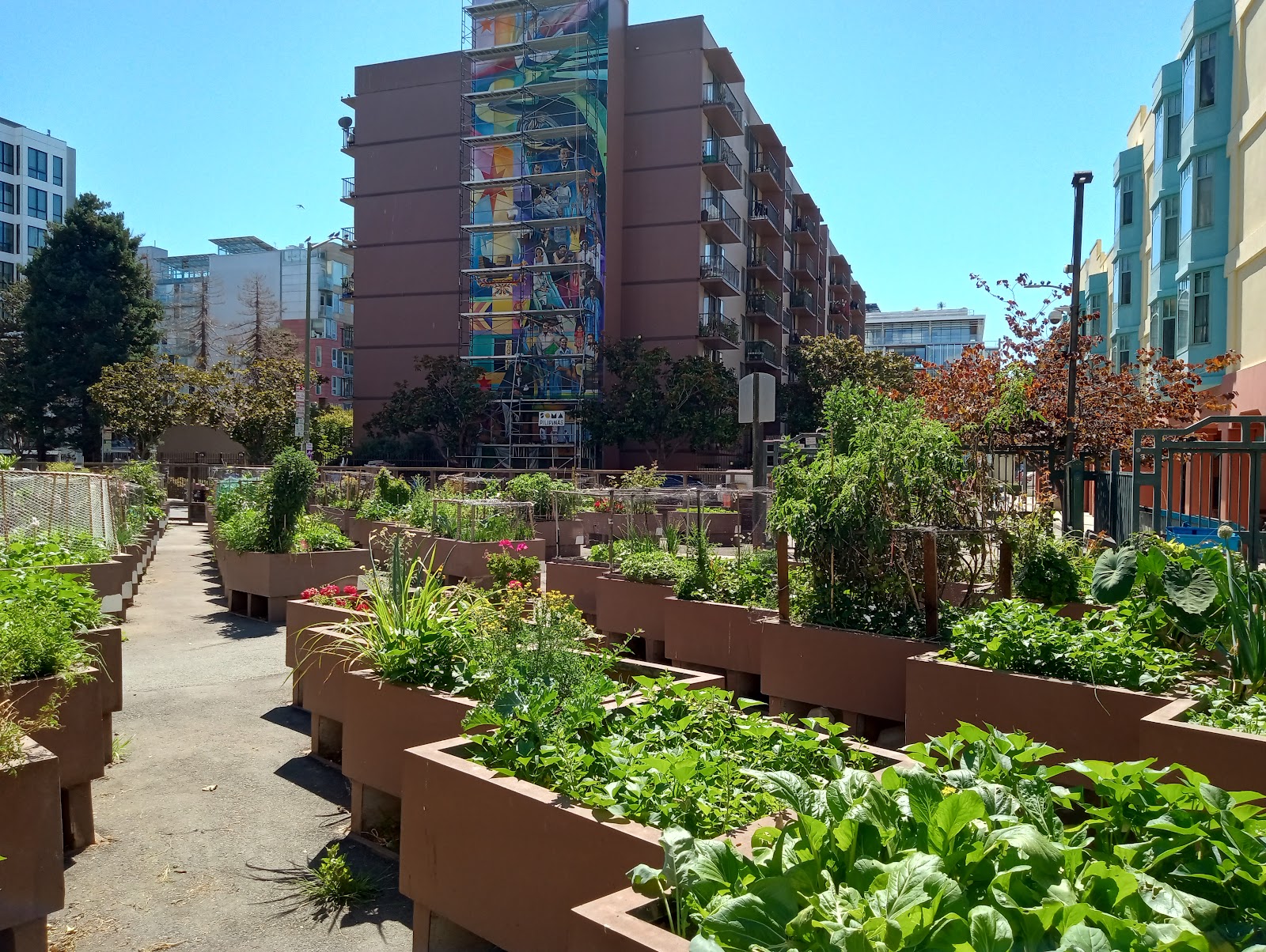 Alice Street Community Gardens 5
