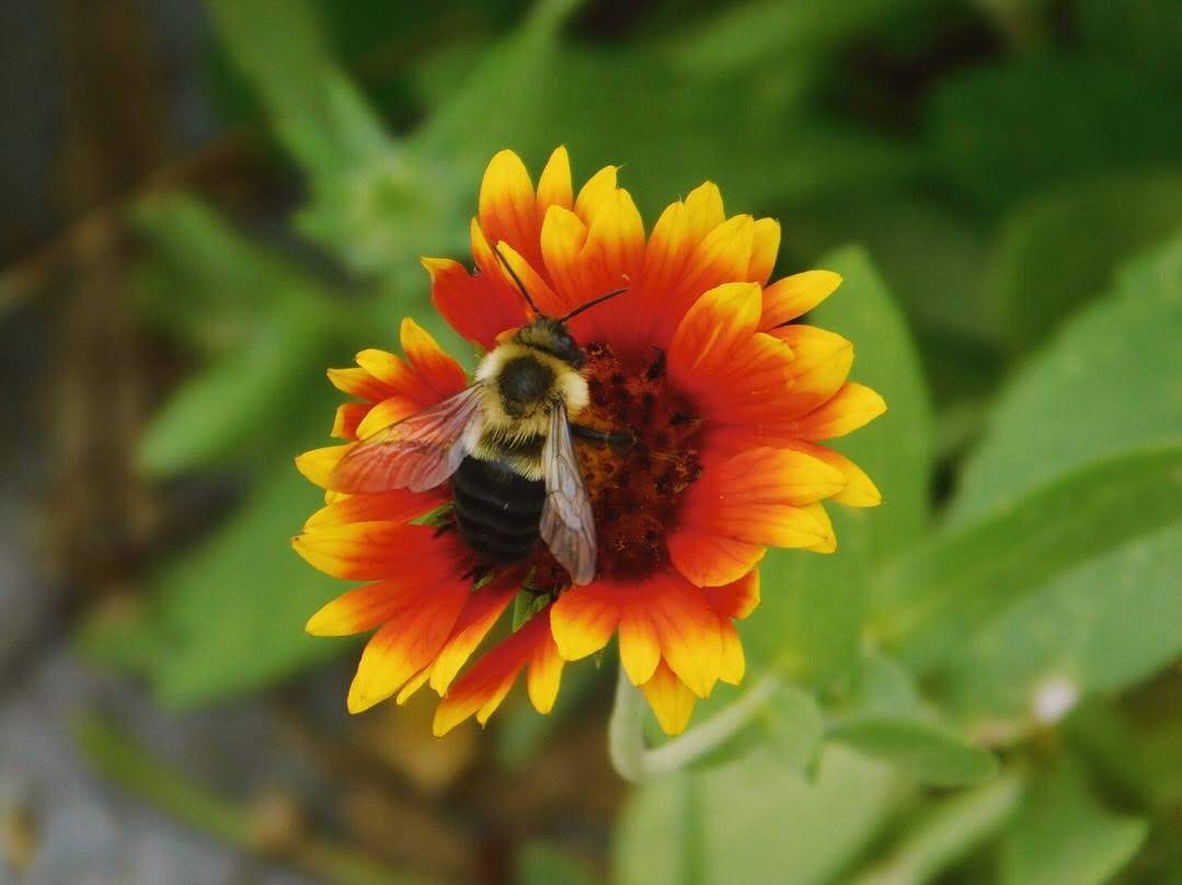 Kingsland Wildflowers Open Hours 4