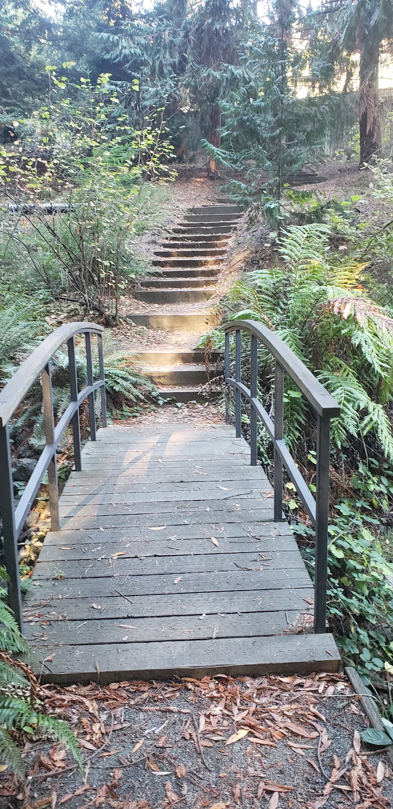 Redwood Grove Amphitheatre 4