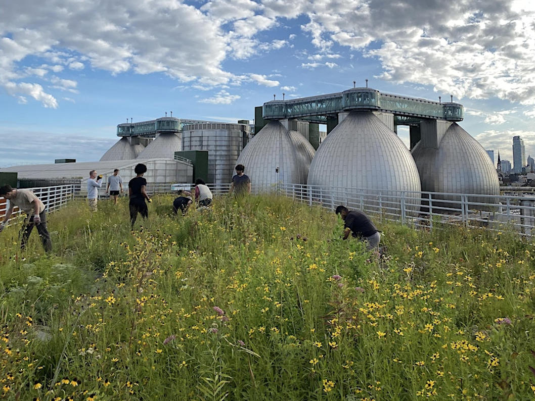 Kingsland Wildflowers Green Roof & Community Engagement Center 4