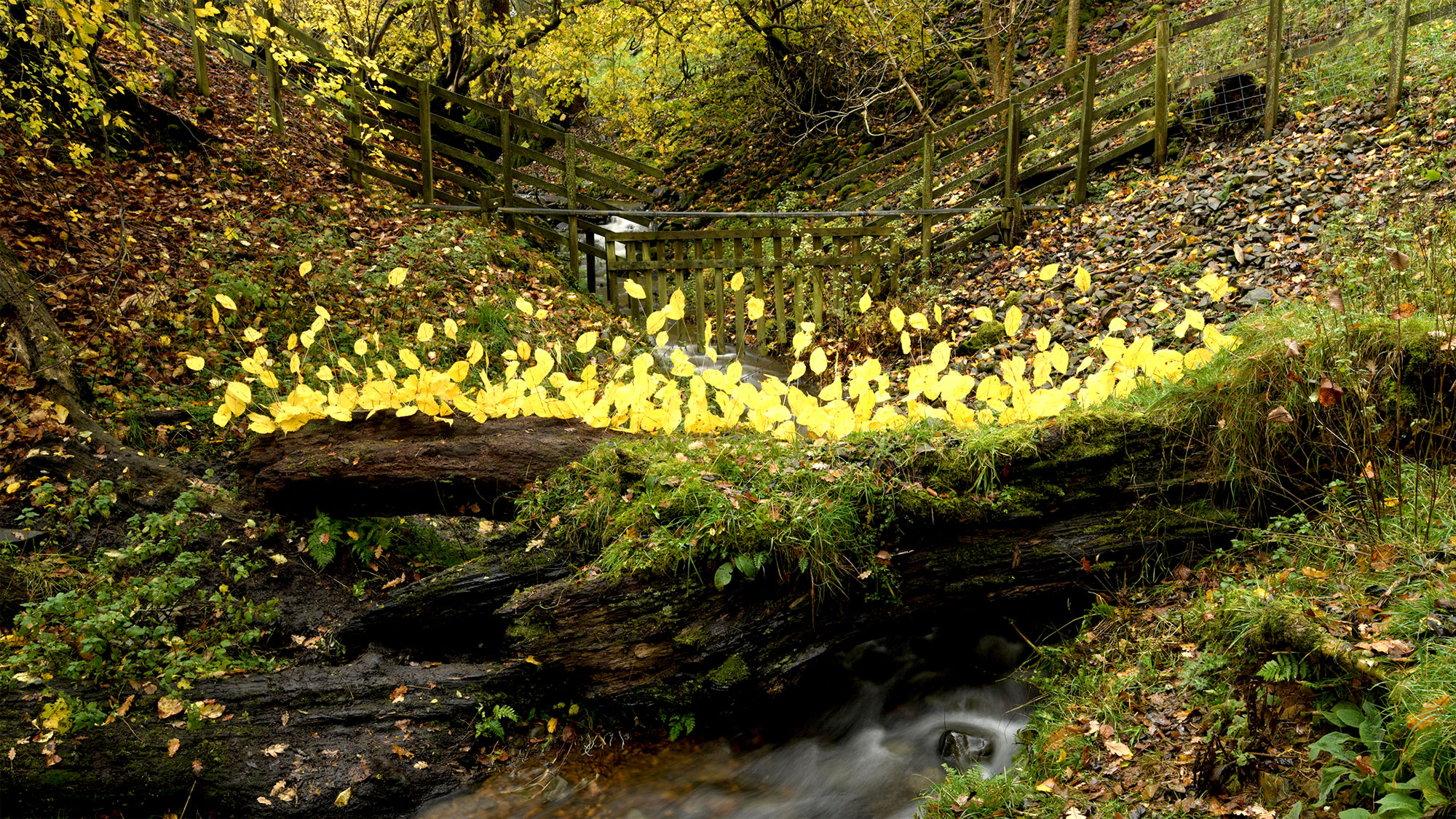 Andy Goldsworthy: For Olle & Once The Ocean Floor With Four Artists 2