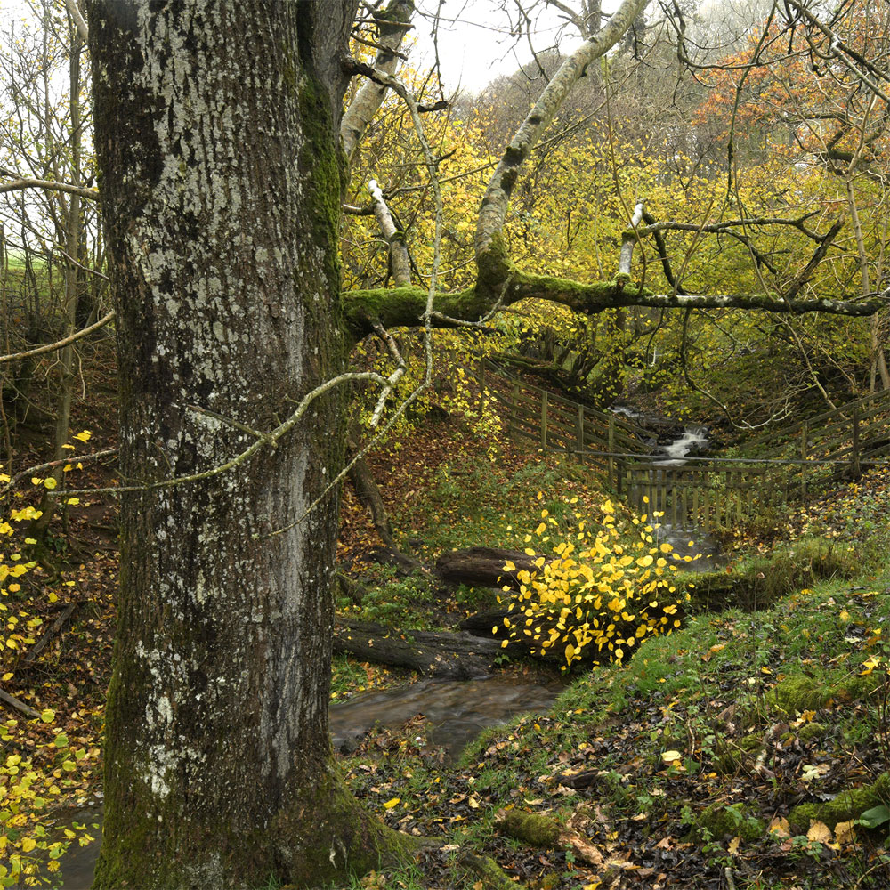 Andy Goldsworthy: For Olle & Once The Ocean Floor With Four Artists 4