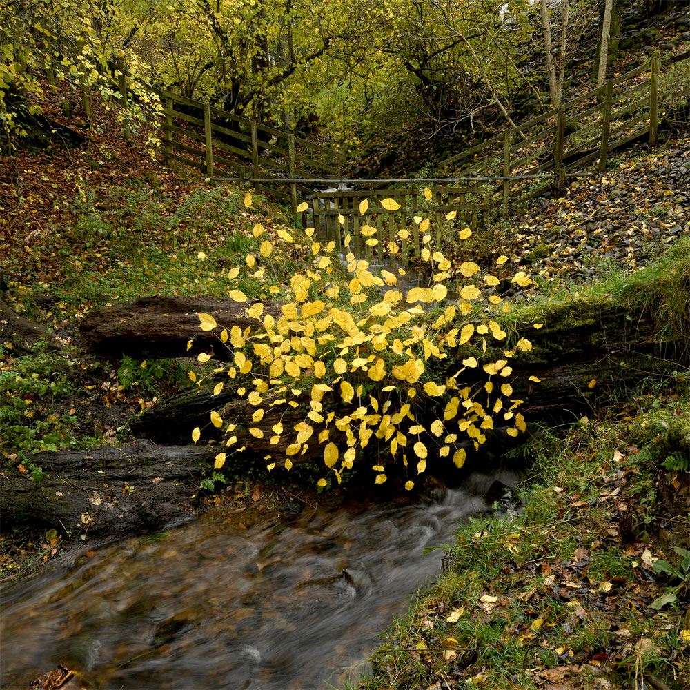 Andy Goldsworthy: For Olle & Once The Ocean Floor With Four Artists